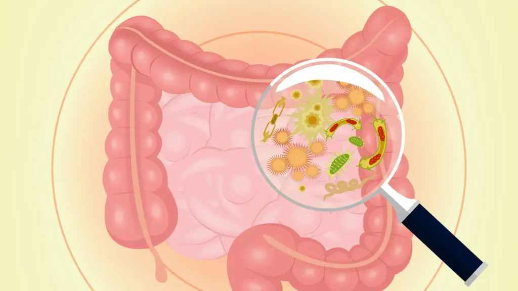 Los Efectos de los Alimentos Procesados en la Flora Intestinal y Cómo el Kéfir de Agua Puede Ayudar